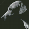 Lurcher Monochrome Dog Diamond Painting