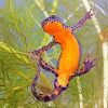 Salamander Swimming Diamond Painting