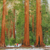 Sequoia National Forest Diamond Painting