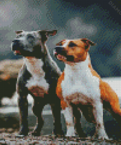 Staffordshire Bull Terrier Dogs Diamond Painting