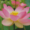 Pink Lotus Flower Nelumbo Nucifera Diamond Painting