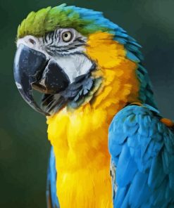 Blue And Gold Macaw Parrot Diamond Painting